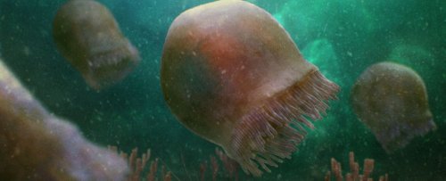Spectacularly Preserved Jellyfish Found in 500-Million-Year-Old Rock