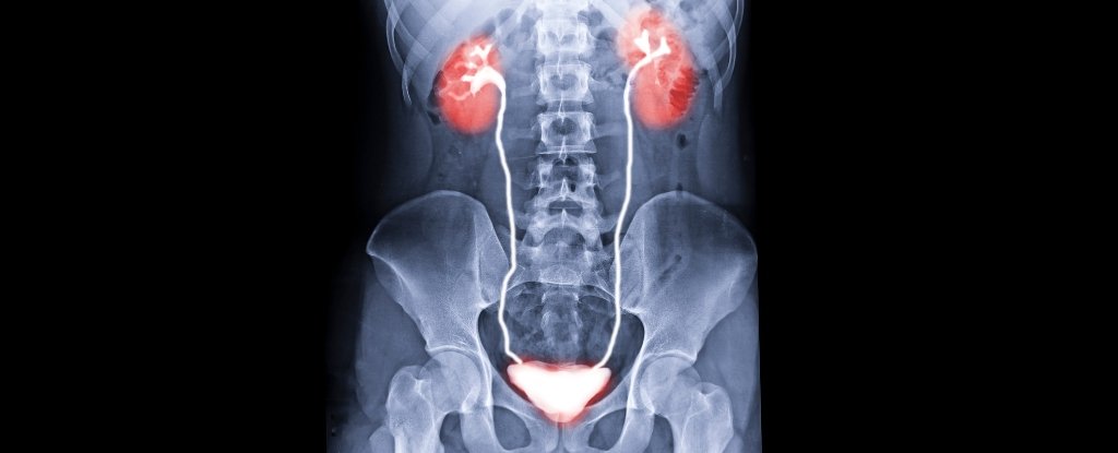Health - cover