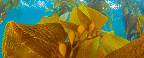Australian Seaweed Boosts Collagen Levels in Human-Like Skin Cells in The Lab