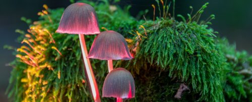 Plant Fungus Has Been Caught in an Evolutionary Leap