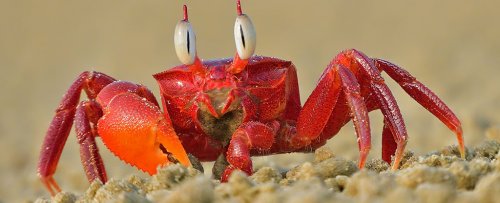 Crabs Aren't The Only Things Evolution Keeps Making. An Expert Explains.