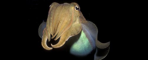 Cephalopods Have Passed a Cognitive Test Designed For Human Children