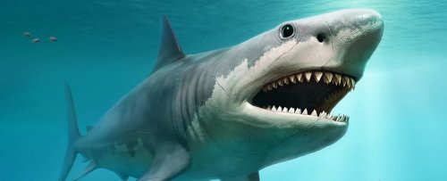 New Analysis of Fearsome Teeth Confirms Megalodons Were 'Highest Level' Apex Predators