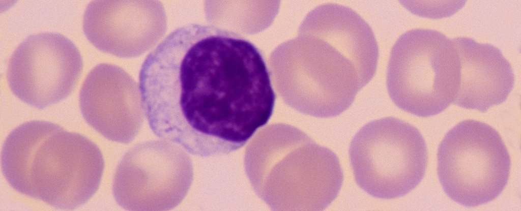 Coronavirus Updates - cover
