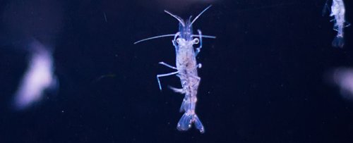 Plastic Waste Is Turning Tiny Marine Animals Off Sex