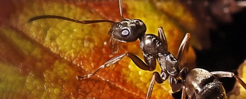 Scientists Discover Ants Can Sniff Out Cancer in Urine