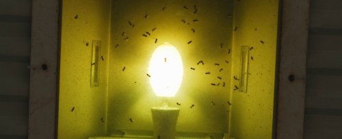This Is The Type of Light Bulb to Use if You Want to Avoid Attracting Insects