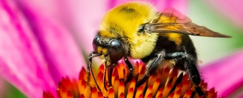 Amazingly, Some Bumblebees Can Survive Underwater For a Week