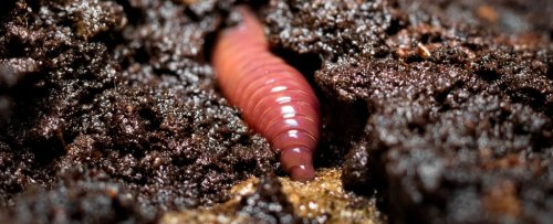 Not Just Bees: Earthworms Contribute to 6.5% of Global Grain Production, Study Finds
