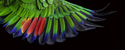 Scientists Discover an Ancient Pattern Hidden in The Feathers of Birds