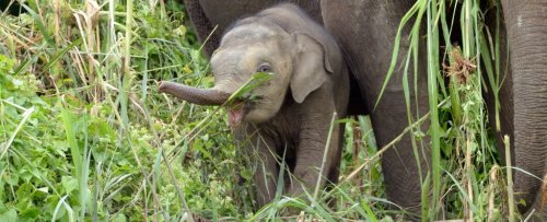 'Emotional' Elephants Smashed a Car to Protect One of Their Babies
