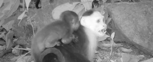 Bored Capuchin Monkeys Are Kidnapping Howler Babies in Weird New 'Trend'
