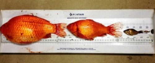 Pet Goldfish Dumped Into Lakes Are Growing Into Football-Sized Monsters