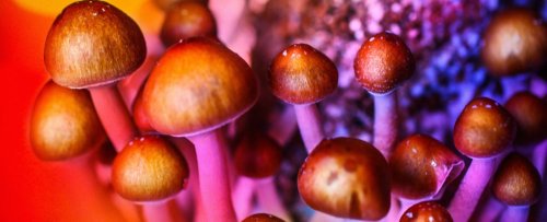 First-of-Its-Kind Study Hints at How Psilocybin Works in The Brain to Dissolve Ego