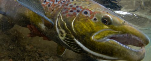 Sleep And Anxiety Medication Is Having a Curious Effect on Salmon Behavior