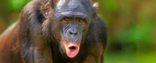 Return to the Planet of the Apes - The Correlation between Primates and Humans. 