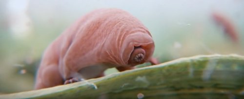 We Can Now Harness The Tardigrade's Strangest Superpower - And Give It to Other Organisms