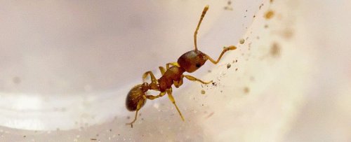 There's a Parasite That Triples Ants' Lifespans... And It Actually Sounds Pretty Great