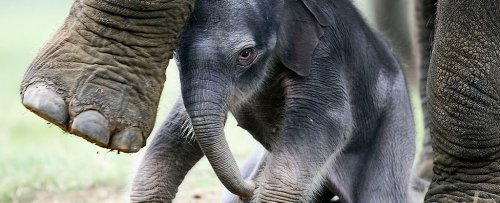 Wild Elephants Seem to Have Been Domesticated, But Not by Humans