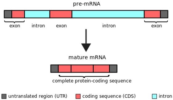 Our Genomes Are Full Of 'junk DNA' That May Be More Important Than We ...