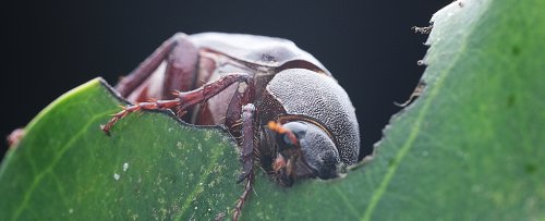 Most Animals Have a 24-Hour Body Clock. This Beetle Breaks All The Rules.