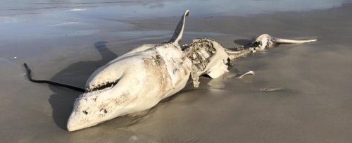Orcas Scared Off Great White Sharks in South Africa - Now We Know Where They Went