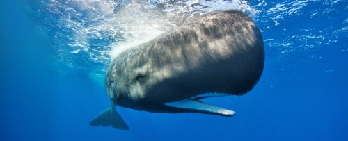 Whales Can Actually Help Us Fight Climate Change. Here's How