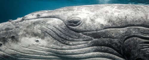 An Ancient Creature Who Could See in The Dark Lies Hidden in The Eyes of Whales