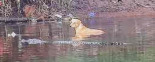 Crocodiles Seen Guiding Dog to Safety in India And Scientists Don't Know Why