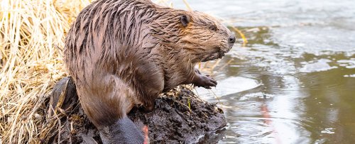 Satellite Images Reveal Beavers Are Transforming The Arctic "Like Wildfire"