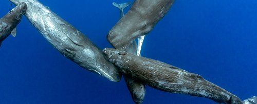 Sperm Whales Have Been Seen Using Their Ultimate Weapon Against Attacking Orcas