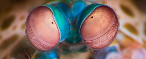 The Weirdest Eyes in The Animal Kingdom See a World We Can't Even Imagine