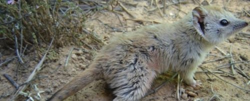 This Darling Marsupial Was Found Alive After Presumed Extinct For Over 100 Years