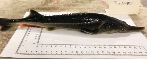 Scientists Accidentally Bred a Bizarre Hybrid of Two Endangered Fish