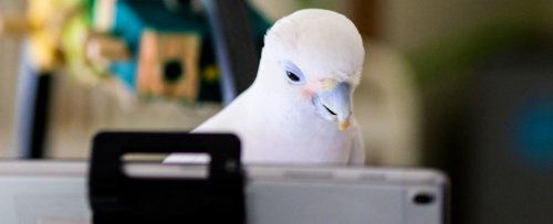 Delightful Experiment Shows Parrots Love to Video Chat With Their Friends