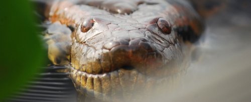 Shock Discovery Reveals The Giant Anaconda Is More Than One Species