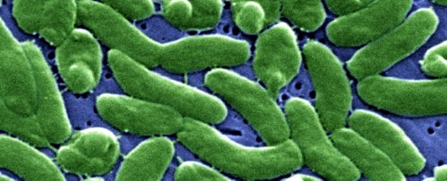 Dangerous Flesh-Eating Microbes Pose Growing Threat Along US Coast