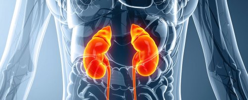Researchers Just Found That Kidneys Act on Blood Differently Than We Thought Before