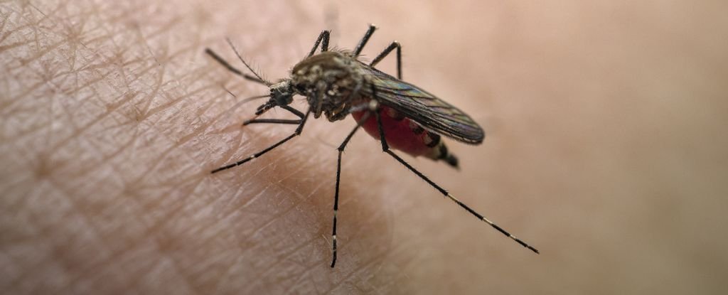 Yellow Fever Threat Looms: Why Experts Warn It Could Dwarf COVID's Impact