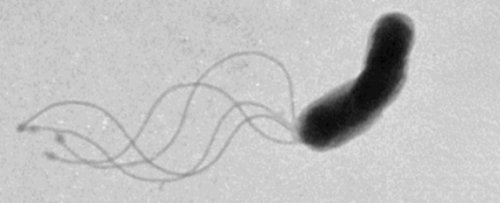After 50 Years, Scientists Finally Figure Out How Bacteria Actually Move