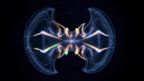 The Comb Jelly 'Brain' Is Far More Complex Than We Ever Realized