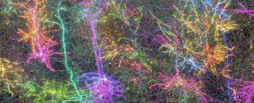 A Tiny Piece of Mouse Brain Has Finally Been Mapped in Mindblowing Detail