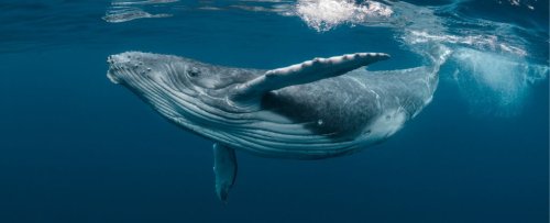 Humpback Whales Almost 9,000 Miles Apart Have Been Caught Singing The Same Song