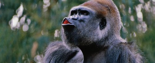 Gorillas Have Invented a Unique Vocalization to Get Zookeeper's Attention