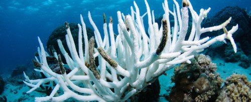 Record-Breaking Ocean Heat Triggers 4th Global Coral Bleaching Event