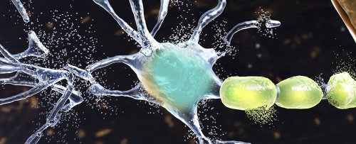 Hoarding Junk Proteins Could Increase Our Risk of ALS