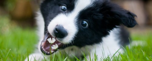 Your Dog Loves Eating Grass, But Not For The Reasons You Think