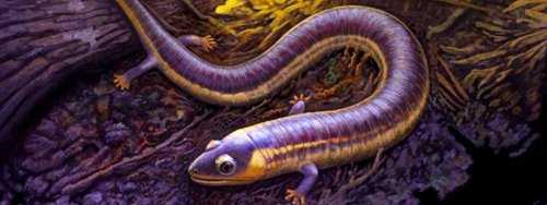 'Funky Worm' Fossil Helps Explain The Mysterious Origins of Amphibians