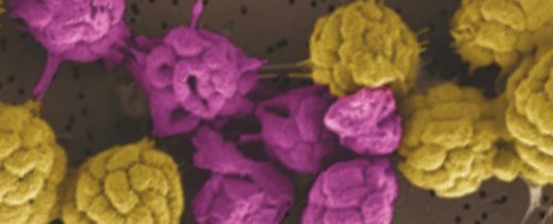 Strange Bacteria That Can't Live Alone Hint at Early Steps to Complex Life