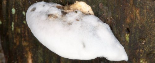 This Fungus Contains The Most Bitter Substance Known to Humankind